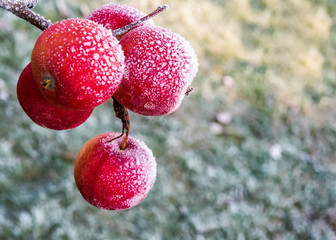 frost and apple