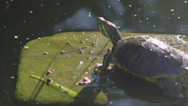 Turtles sunning at the pond,Freshwater turtles