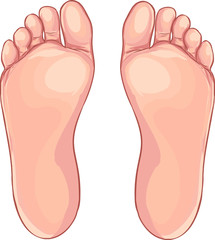 Toe Cartoon Stock Photos And Royalty Free Images Vectors And Illustrations Adobe Stock