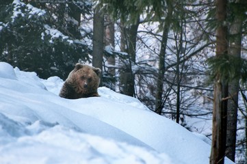 Obraz premium Carpathian Bear, Глкфшту
