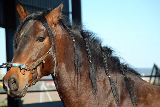 CABALLO DE RAZA PURA SANGRE ESPA&Ntilde;OL