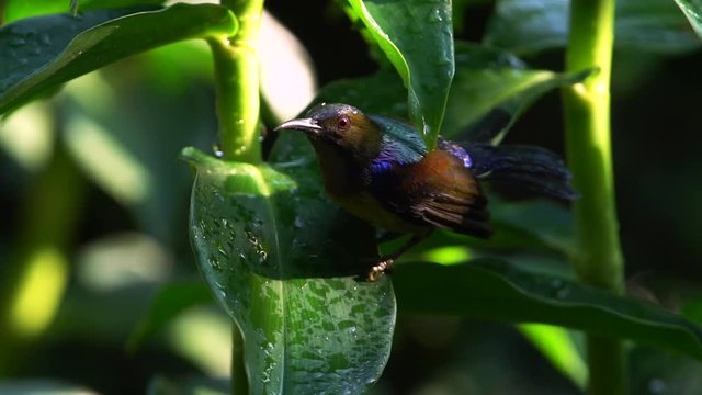 Brown-throated sunbird (Anthreptes malacensis) to take a shower on acrape ginger in the garden, Bangkok, Thailand.