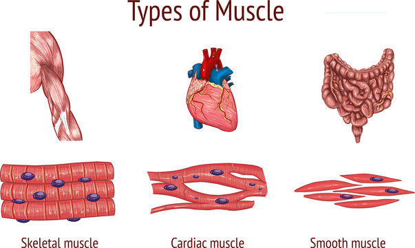  vector illustration of a Types of Muscle