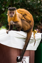 Macaco em parques de Brasília