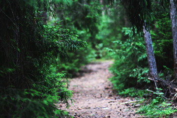 path in forest