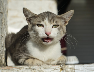 Young sailors students are on the waterfront.