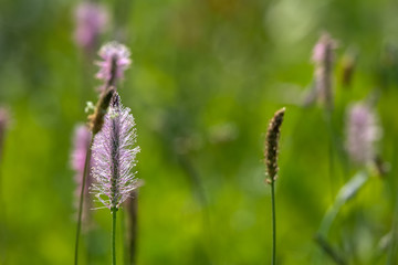 Obraz premium Wild flowers on green meadow