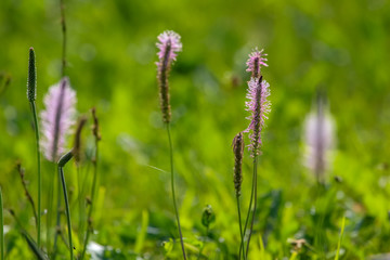 Wild flowers on green meadow