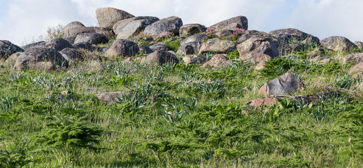 Large stones piled in the wild