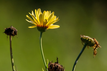 Yellow calendula in green garden.