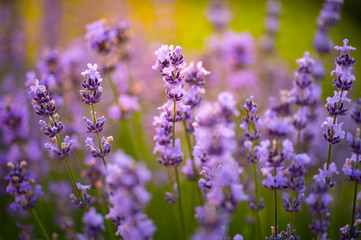 Flowers with violet petals on green grass landscape. Beauty of nature. Lavender blossoming on sunny field. Bloom, flowering, aroma concept. Summer or spring season.
