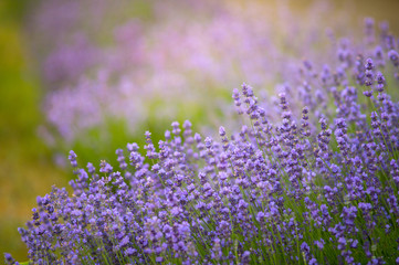 Closeup photo of beautiful lavender field at sunny morning