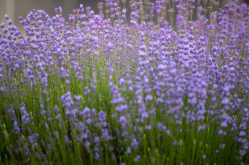 Naklejka premium Lavender plant (latin. Lavandula angustifolia) close up