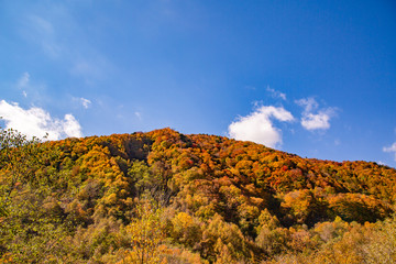 Obraz premium 鮮やかな紅葉の山