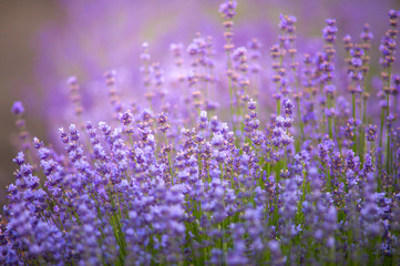 Lilac lavender aromatic flowers, cultivation of lavender plant used as health care, skin care, cosmetics, essential oils and extracts.
