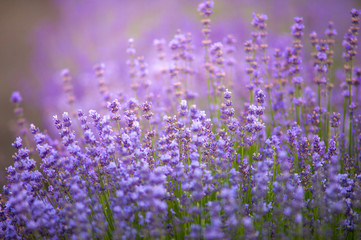 Naklejka premium Lilac lavender aromatic flowers, cultivation of lavender plant used as health care, skin care, cosmetics, essential oils and extracts.