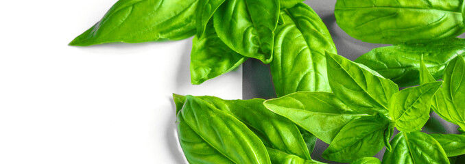 Fresh basil on a gray background. Green basil.  Food background. A lot of basil. Long banner