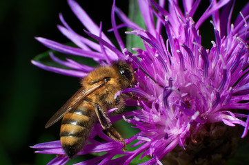Macro side view of bee sitting on a flower cornflower in summer