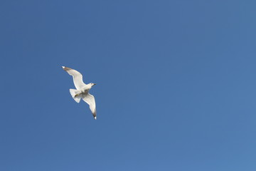 Obraz premium seagull in flight