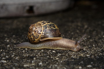 Common Garden Snail