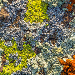 Color lichen on stone top view