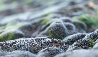 Gray moss close-up