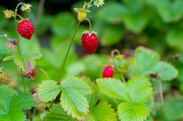 red and unripe wild strawberry on bush