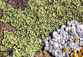 Color lichen on stone top view
