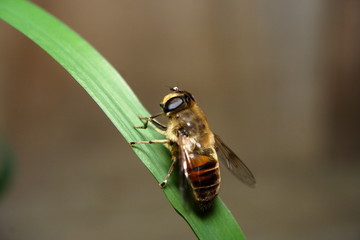 Australian Native Bee resting on a blade of green grass