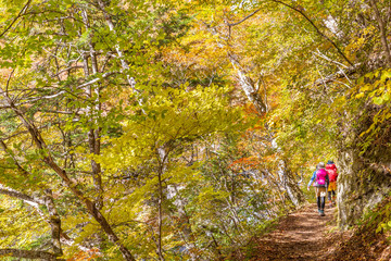 鮮やかな紅葉の登山道