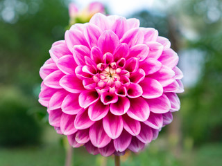 pink dahlia flower close-up