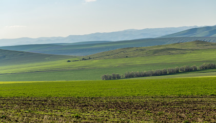 wheat fields in a hilly area