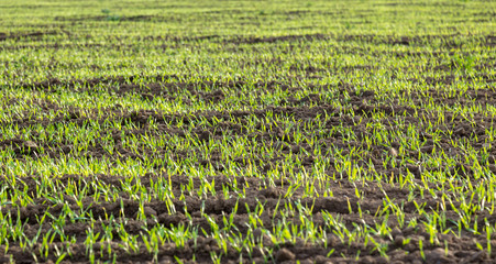 Young wheat germ in the field