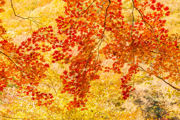 鮮やかな紅葉の木