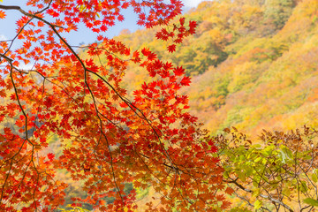 鮮やかな紅葉の木