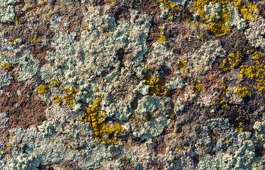 Color lichen on stone top view