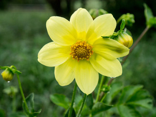 flower of yellow dahlia in the garden in summer