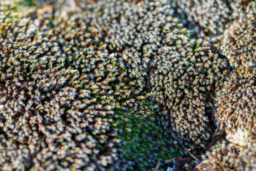 Gray moss close-up