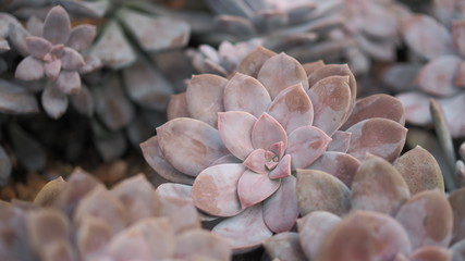 Rosette rosettes of graptopetalum pentandrum superbum. Violet Graptopetalum flowers.