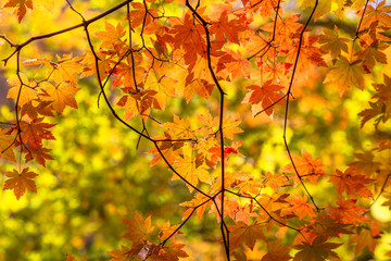 鮮やかな紅葉の木
