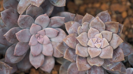 Rosette rosettes of graptopetalum pentandrum superbum. Violet Graptopetalum flowers.