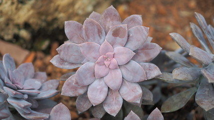Rosette rosettes of graptopetalum pentandrum superbum. Violet Graptopetalum flowers.