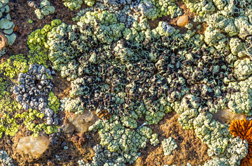 Color lichen on stone top view