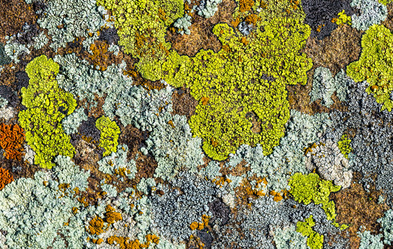 Color lichen on stone top view