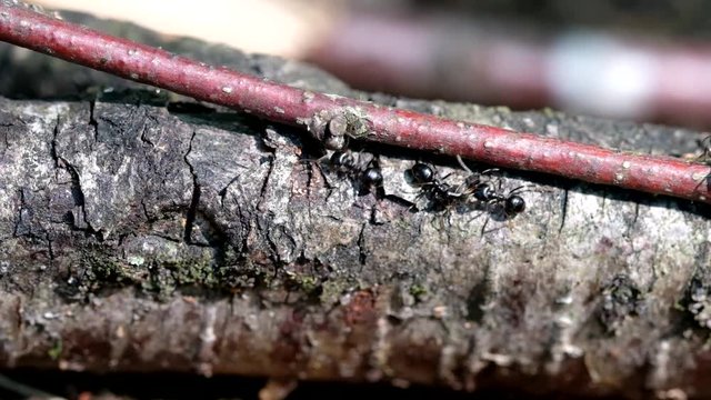 Wegameise beim Tragen eines Beutetieres - Makroaufnahme - slow motion