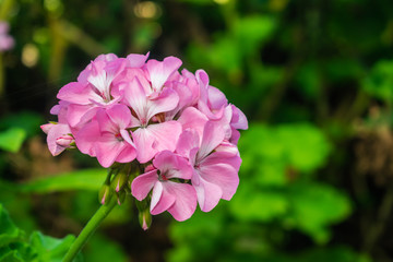 pink geranium flower with green vegetation background