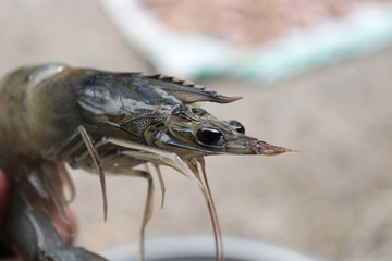 Fresh shrimps for cooking