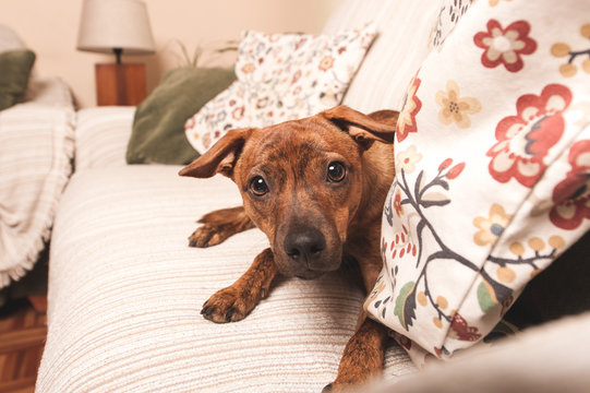 dog sitting quietly on the couch