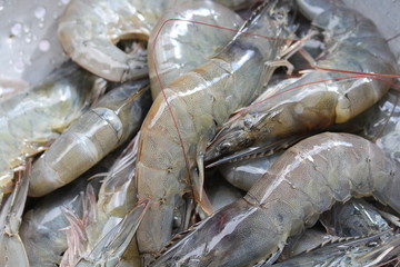 Fresh shrimps for cooking