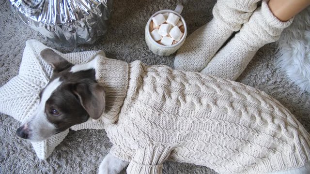 Trendy Stylish Flat Lay With Dog, Hot Chocolate With Marshmellow And Knit Socks